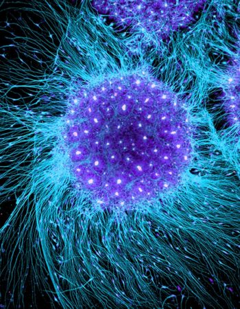 nature how human embryonic stem cells sparked a revolution
